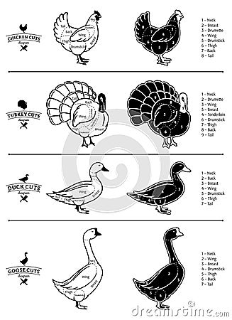 Poultry Cuts Diagrams Vector Illustration