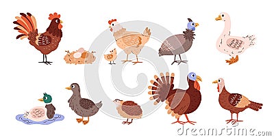 Poultry and domestic birds vector set, different farm birds goose, duck, pheasant, chicken hen rooster, turkey and quail Vector Illustration