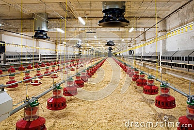 Poultry farm Stock Photo