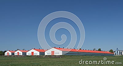 Poultry farm Stock Photo