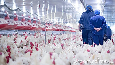 Poultry farm with broiler breeder chicken Editorial Stock Photo