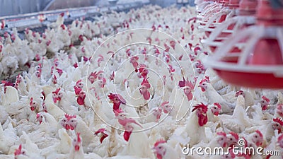 Poultry farm with broiler breeder chicken Stock Photo