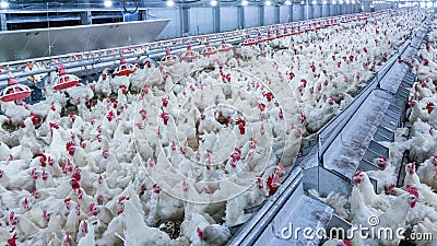 Poultry farm with broiler breeder chicken Stock Photo