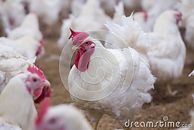 Poultry farm chicken business farm Stock Photo