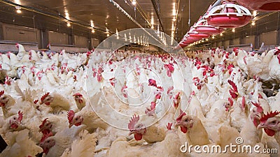 Poultry farm business for the purpose of farming meat Stock Photo