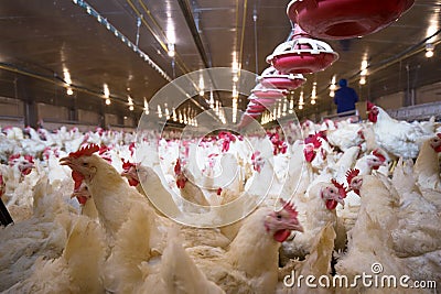 Poultry farm chicken business farm Stock Photo