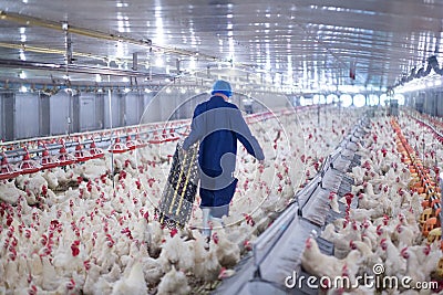 Poultry farm chicken business farm Editorial Stock Photo