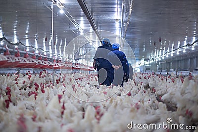 Poultry farm chicken business farm Editorial Stock Photo