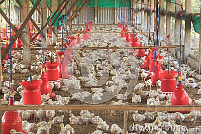 Poultry Farm. Stock Photo
