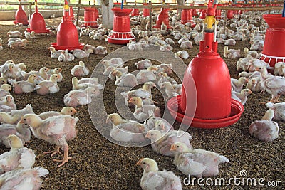 Poultry Farm-2. Stock Photo