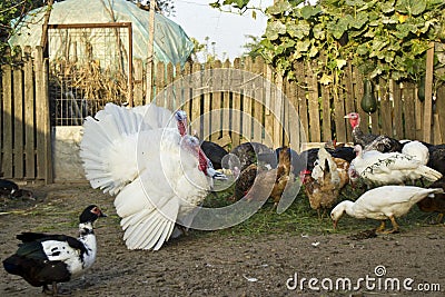 Poultry farm Stock Photo