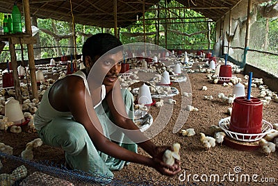 POULTRY FARM Editorial Stock Photo