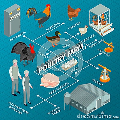 Poultry Farm Isometric Flowchart Vector Illustration