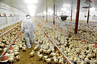 Poultry Farm And A Veterinary Stock Photo