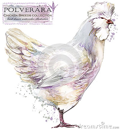 Poultry farming. Chicken breeds series. domestic farm bird illustration Cartoon Illustration