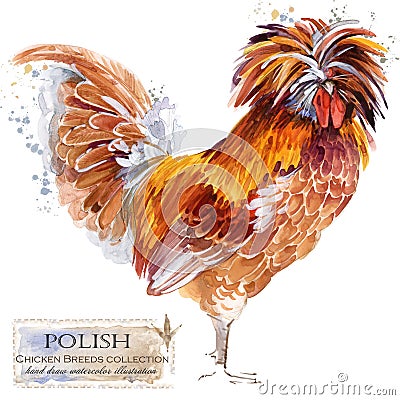 Poultry farming. Chicken breeds series. domestic farm bird Cartoon Illustration