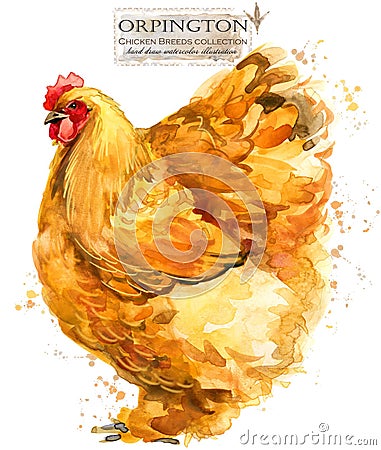 Poultry farming. Chicken breeds series. domestic farm bird Cartoon Illustration