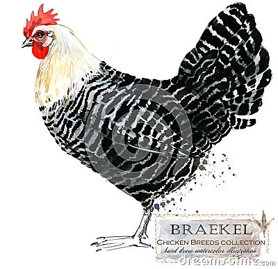 Poultry farming. Chicken breeds series. domestic farm bird Cartoon Illustration