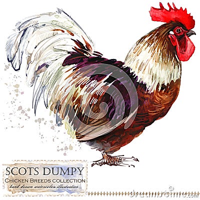 Poultry farming. Chicken breeds series. domestic farm bird Cartoon Illustration