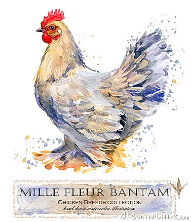 Poultry farming. Chicken breeds series. domestic farm bird Cartoon Illustration