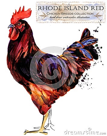 Poultry farming. Chicken breeds series. domestic farm bird Cartoon Illustration