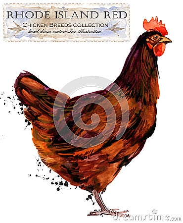 Poultry farming. Chicken breeds series. domestic farm bird Cartoon Illustration