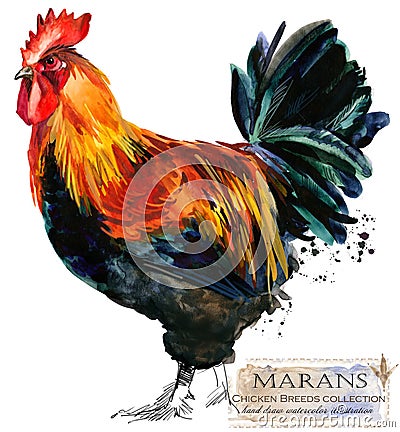 Poultry farming. Chicken breeds series. domestic farm bird Cartoon Illustration