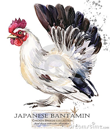 Poultry farming. Chicken breeds series. domestic farm bird Cartoon Illustration