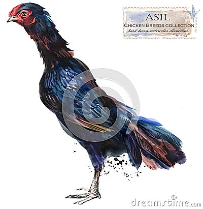 Poultry farming. Chicken breeds series. domestic farm bird Cartoon Illustration