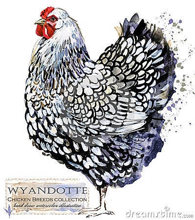 Poultry farming. Chicken breeds series. domestic farm bird watercolor illustration. Cartoon Illustration