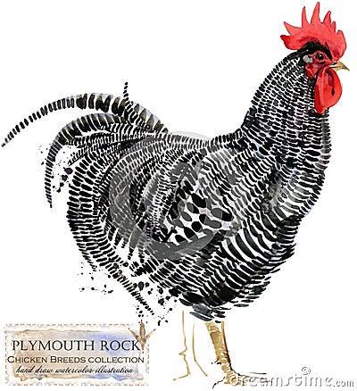 Poultry farming. Chicken breeds series. domestic farm bird Cartoon Illustration