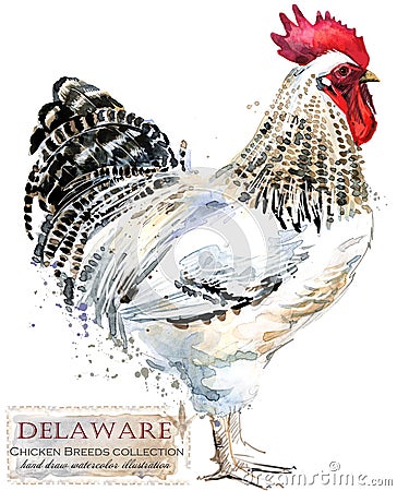 Poultry farming. Chicken breeds series. domestic farm bird Cartoon Illustration