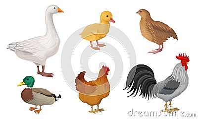 Poultry Farming Vector Collection. Detailed Vector Illustrations Vector Illustration