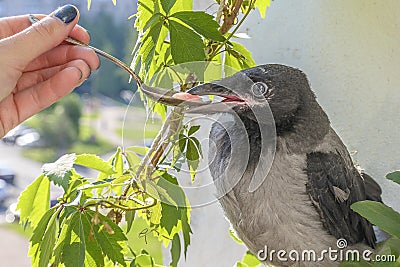 Poultry feeding. little crow eats with a spoon and tweezers. the concept of care for the offspring Stock Photo