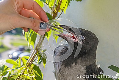 Poultry feeding. little crow eats with tweezers pieces of meat. the concept of caring for sick and injured birds Stock Photo