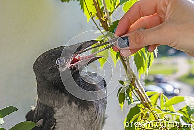 Poultry feeding. little crow eats with tweezers pieces of meat. the concept of caring for sick and injured Stock Photo