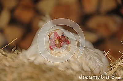 Poultry Insight - White layer hen (free range) Stock Photo