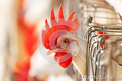 Poultry Layer Bird into the cage in farm livestock business Stock Photo
