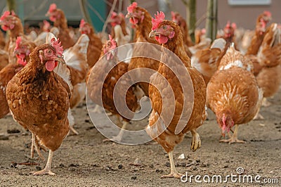 Poultry - Layer hens Stock Photo