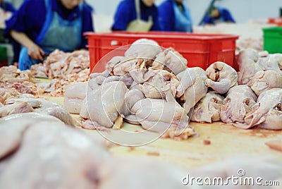 Processing poultry in the food industry. chicken Stock Photo