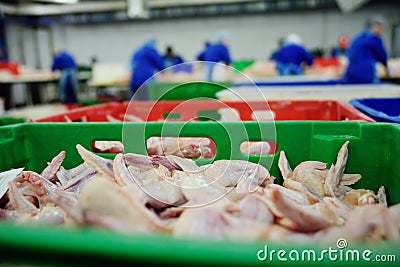 Poultry processing in food industry Stock Photo