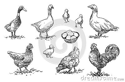 Poultry - set of farm animals illustrations, black and white drawings Vector Illustration