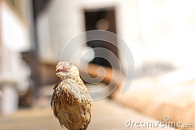 Poultry suffer from coryza snot virus Stock Photo