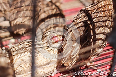 Poultry suffer from coryza snot virus Stock Photo