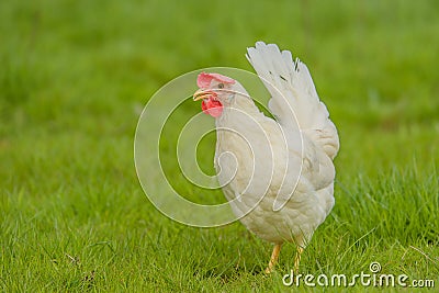 Poultry - White Layer (Free Range) Stock Photo