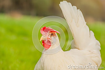 Poultry - White Layer (Free Range) Stock Photo