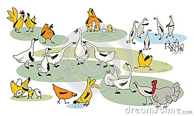 Poultry yard. A fun set of vector drawings. Chickens, roosters, chickens, geese, ducks, turkeys in cartoon style Stock Photo