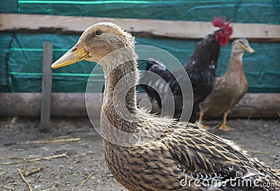 Poultry yard. Geese and chickens on a plot in the village. private household Stock Photo