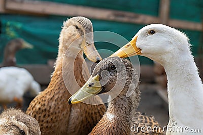 Poultry yard. Geese and chickens on a plot in the village. private household Stock Photo