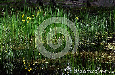 Pound on fontainebleau forest Stock Photo